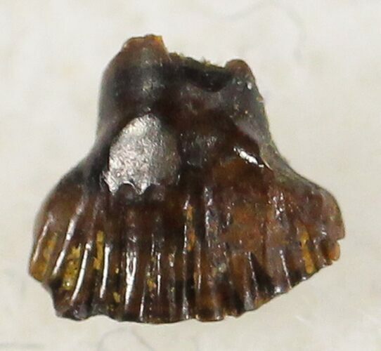 Pachycephalosaurus Tooth #20438